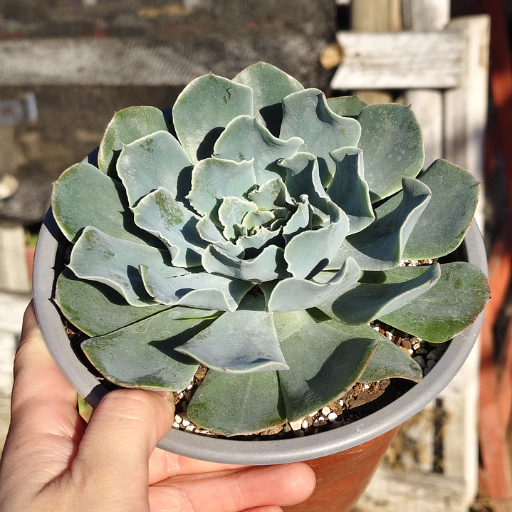 Echeveria Cielo  2