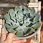 Echeveria Cielo  - Miniatura 2