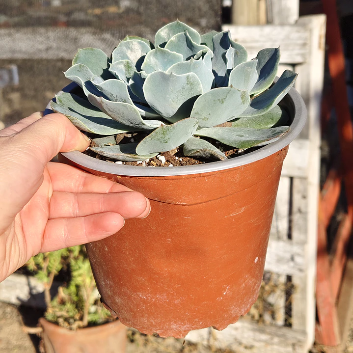 Echeveria Cielo  3