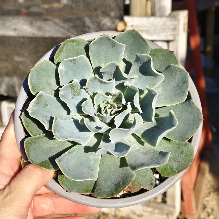 Echeveria Cielo  1