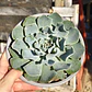 Echeveria Cielo  - Miniatura 1