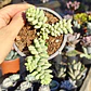 Sedum Burrito - Miniatura 2