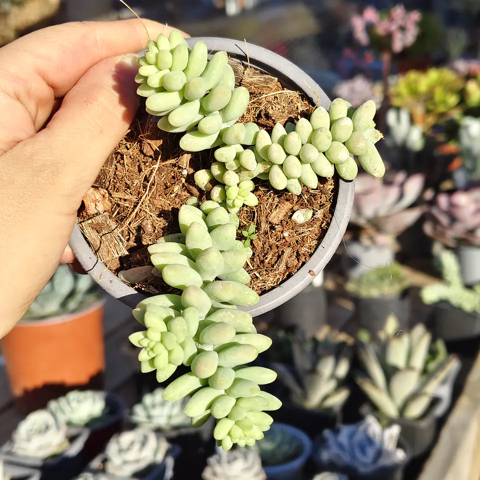 Sedum Burrito 2