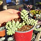 Sedum Burrito - Miniatura 3