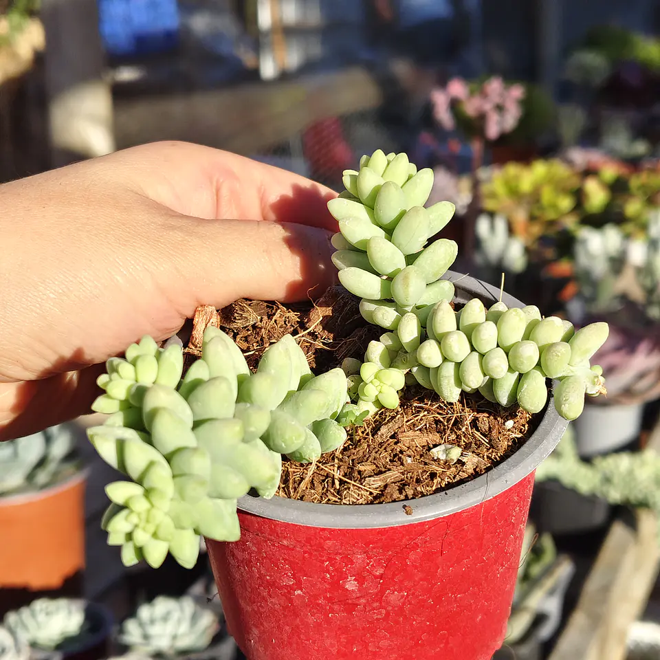 Sedum Burrito 3