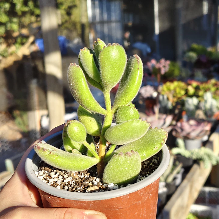 Cotyledon Tomentosa (Garrita de oso) 7