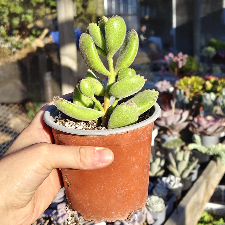 Cotyledon Tomentosa (Garrita de oso) 8