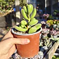 Cotyledon Tomentosa (Garrita de oso) - Miniatura 8
