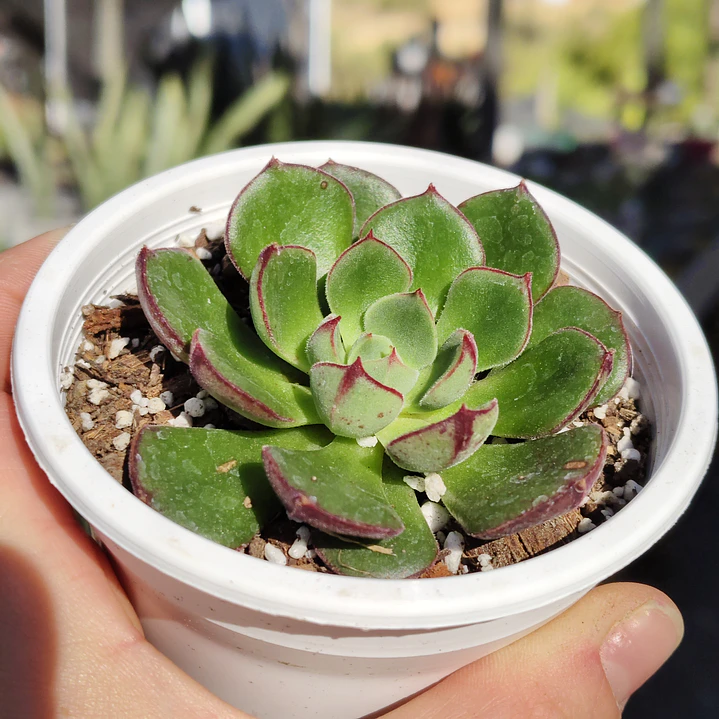 Echeveria Joan Daniels 2