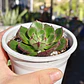 Echeveria Joan Daniels - Miniatura 1