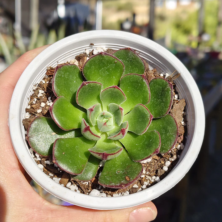 Echeveria Joan Daniels 4