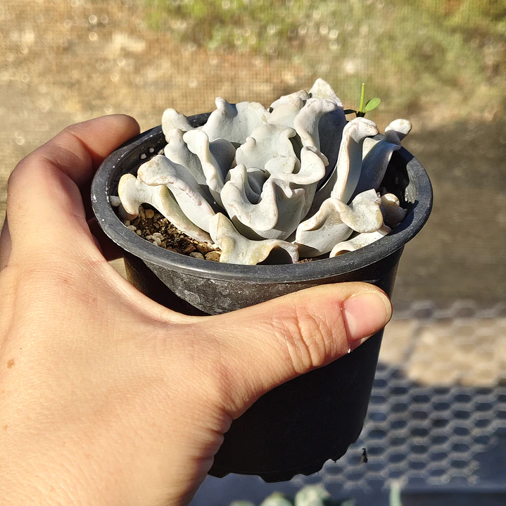 Echeveria Crispate Beauty  9