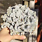 Echeveria Crispate Beauty  - Miniatura 1