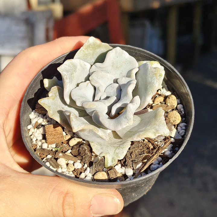 Echeveria Crispate Beauty  5
