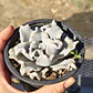Echeveria Crispate Beauty  - Miniatura 8