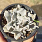 Echeveria Crispate Beauty  - Miniatura 7