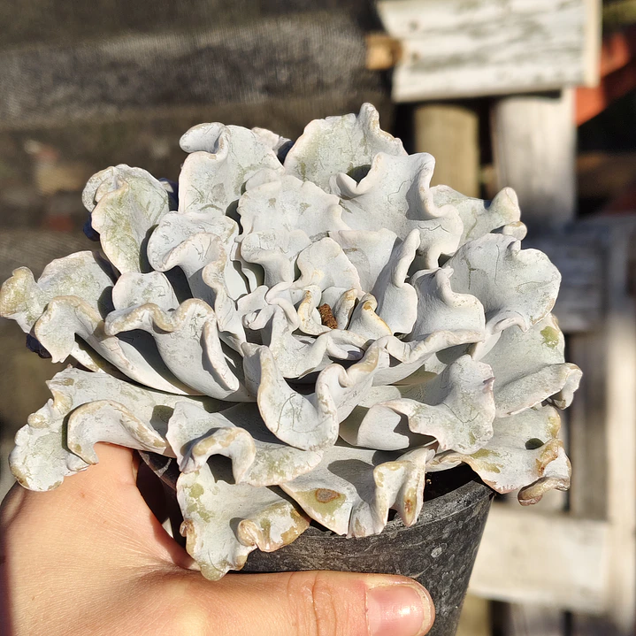 Echeveria Crispate Beauty  2