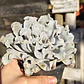 Echeveria Crispate Beauty  - Miniatura 2