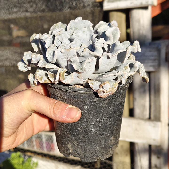 Echeveria Crispate Beauty  3