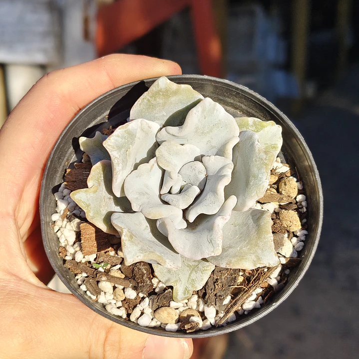 Echeveria Crispate Beauty  6