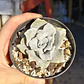 Echeveria Crispate Beauty  - Miniatura 6