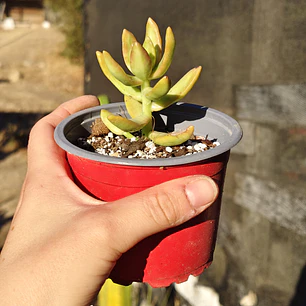 Sedum Adolphii