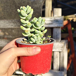 Sedum Trealesei 