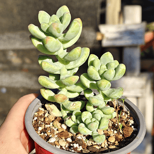 Sedum Trealesei 