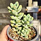 Sedum Trealesei  - Miniatura 1