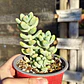 Sedum Trealesei  - Miniatura 4