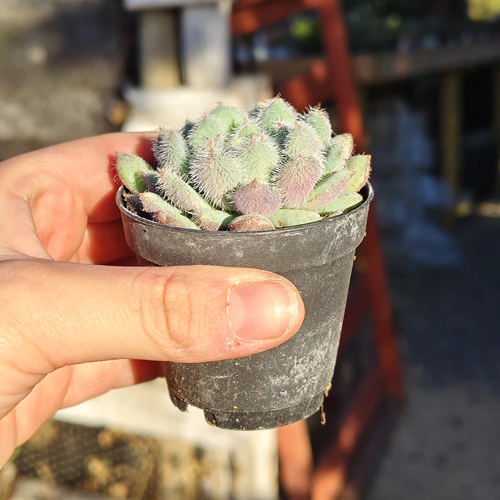 Echeveria Setosa FO-42 2