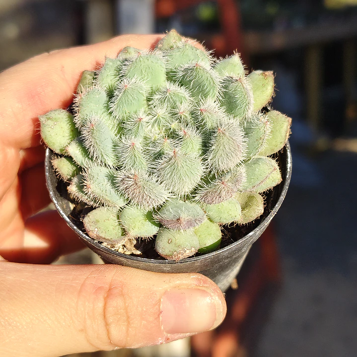 Echeveria Setosa FO-42 3