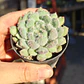 Echeveria Setosa FO-42 - Miniatura 3