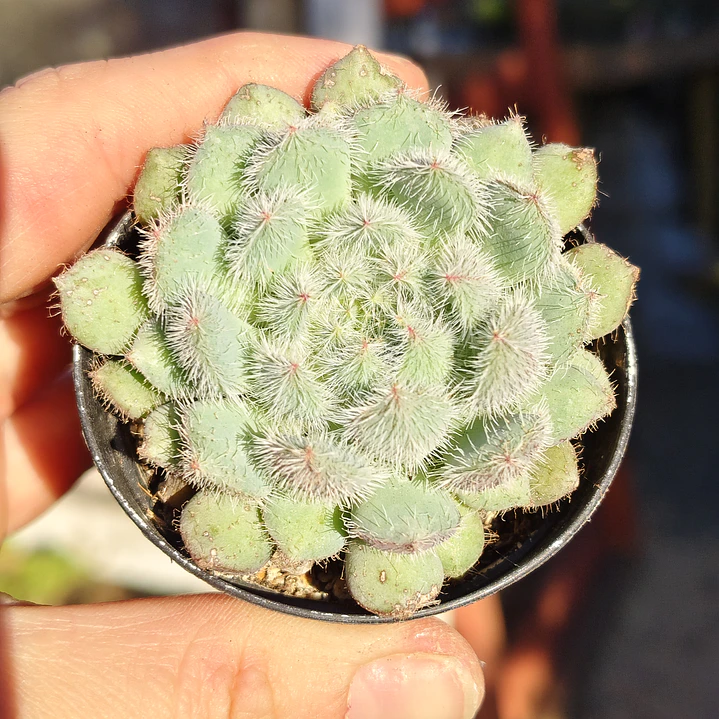 Echeveria Setosa FO-42 1
