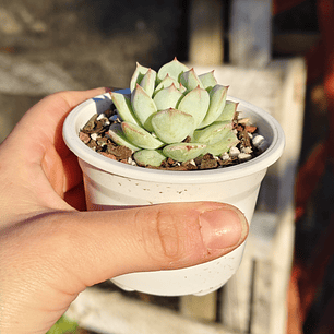 Echeveria Captain Hay