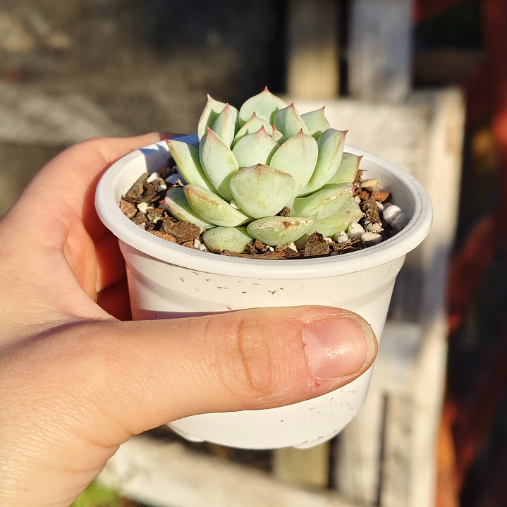Echeveria Captain Hay 1