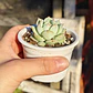 Echeveria Captain Hay - Miniatura 1