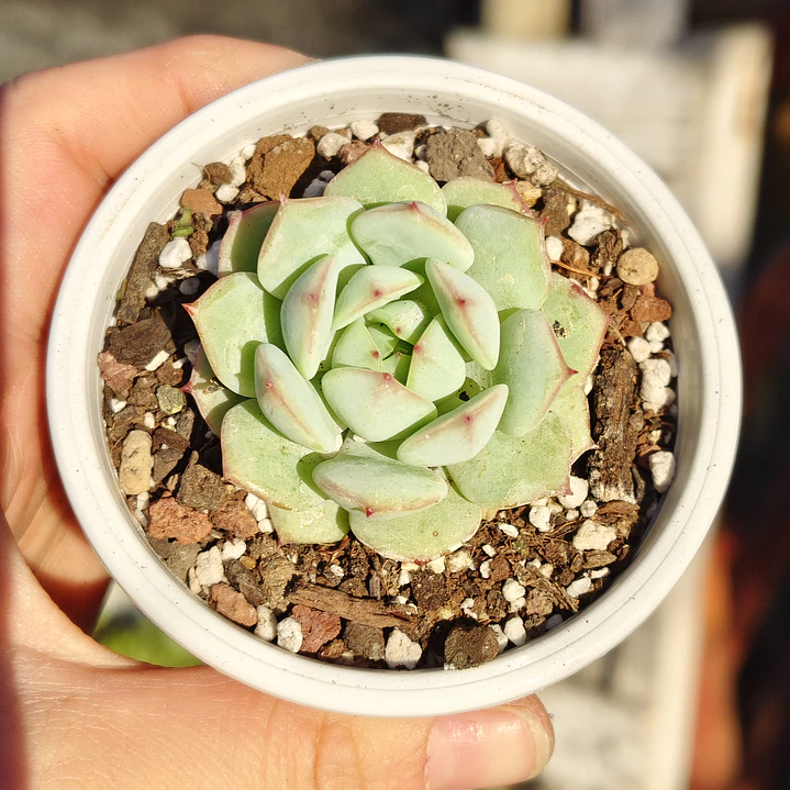 Echeveria Captain Hay 2