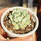 Echeveria Captain Hay - Miniatura 3