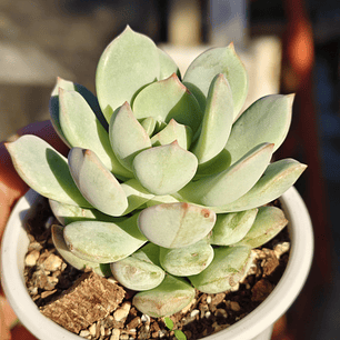 Graptoveria A Grim One