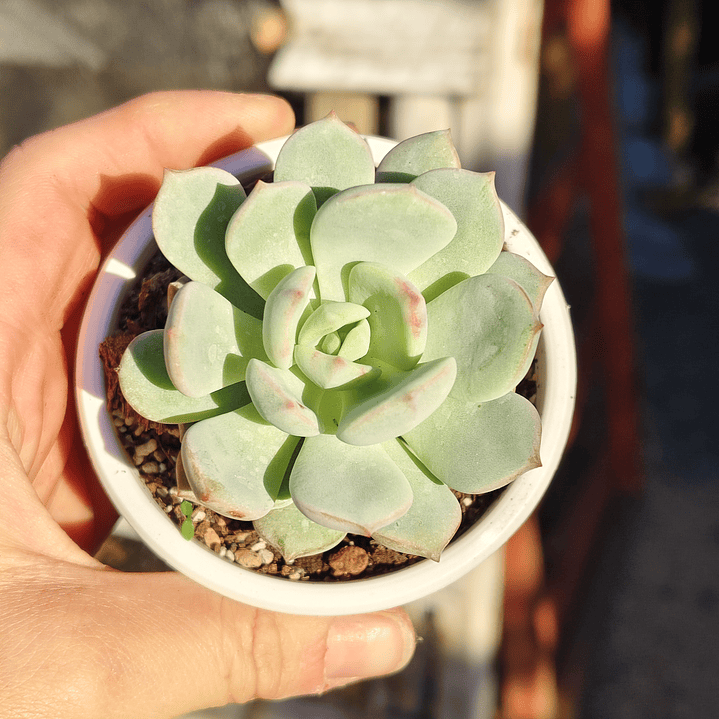 Graptoveria A Grim One 2