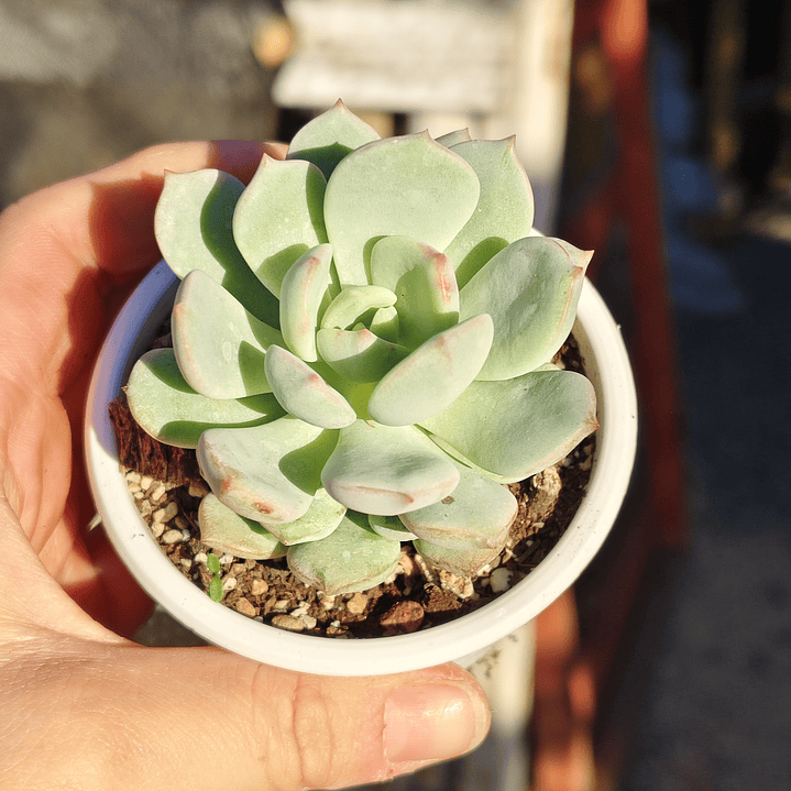 Graptoveria A Grim One 3