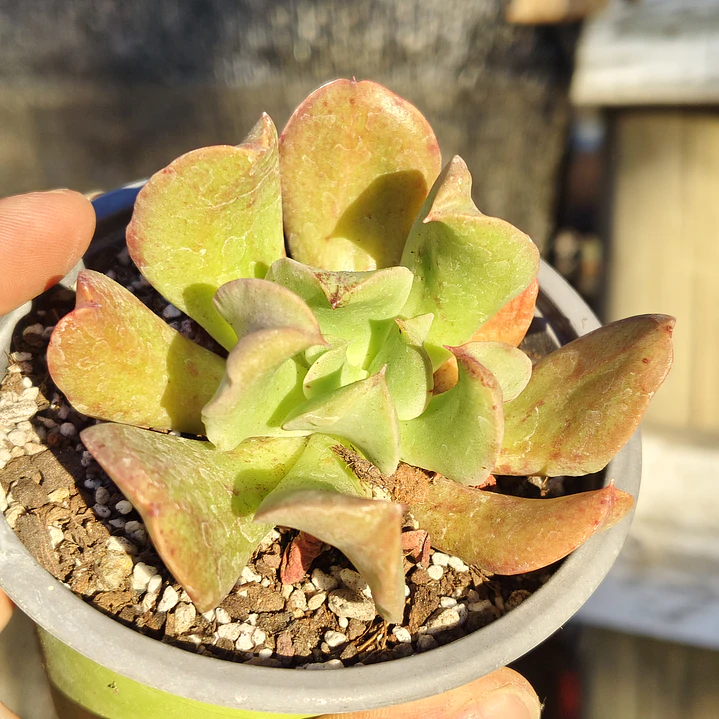 Echeveria Dark Vader 3