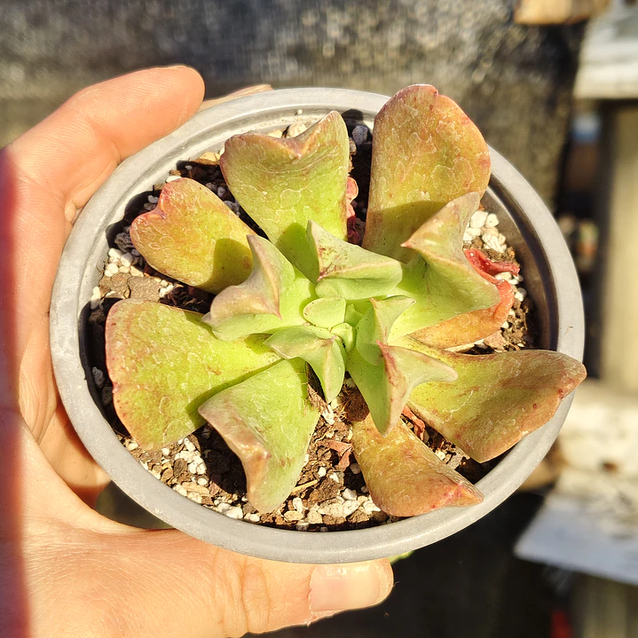 Echeveria Dark Vader 1