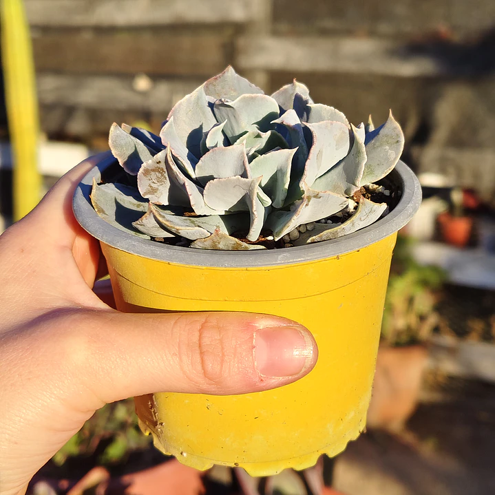 Echeveria Swan Lake 2