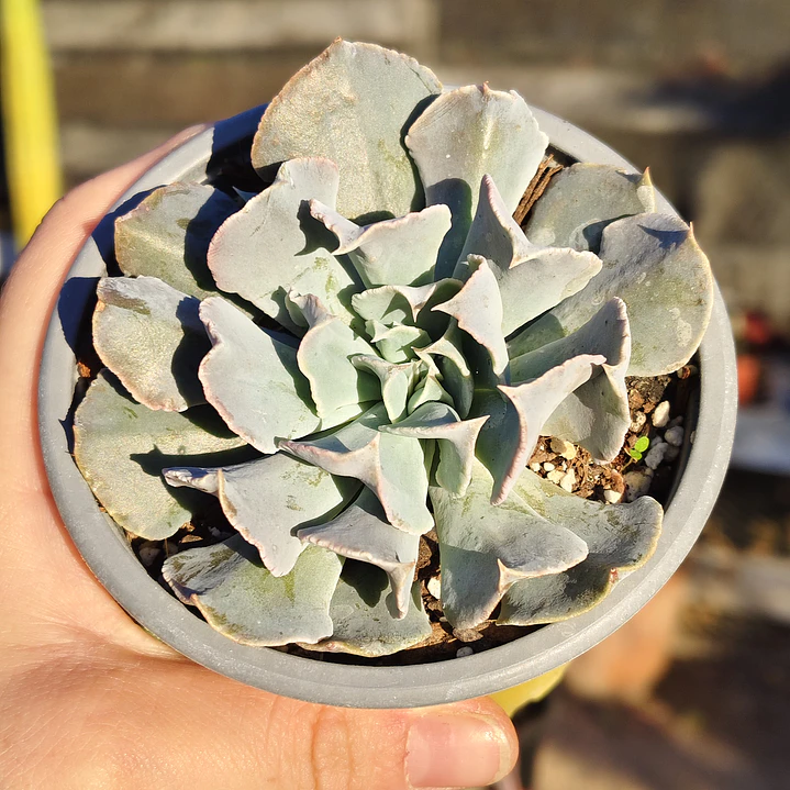 Echeveria Swan Lake 1