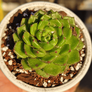 Echeveria setosa