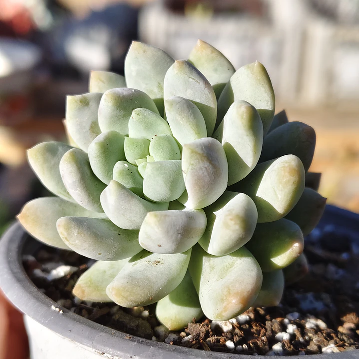 Sedeveria Lilac Mist 1