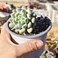 Sedeveria Lilac Mist - Miniatura 2