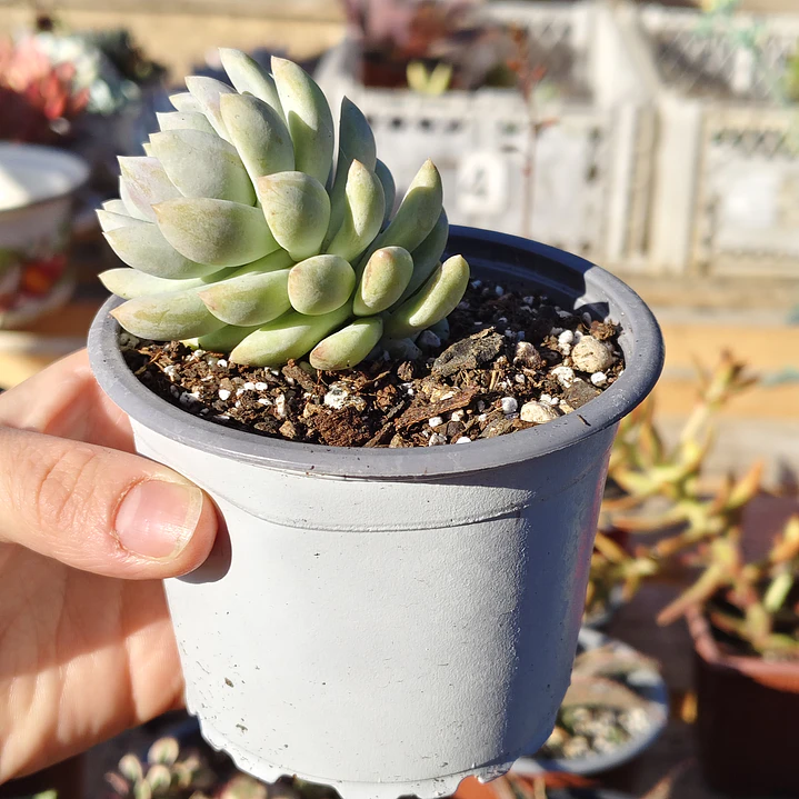 Sedeveria Lilac Mist 3